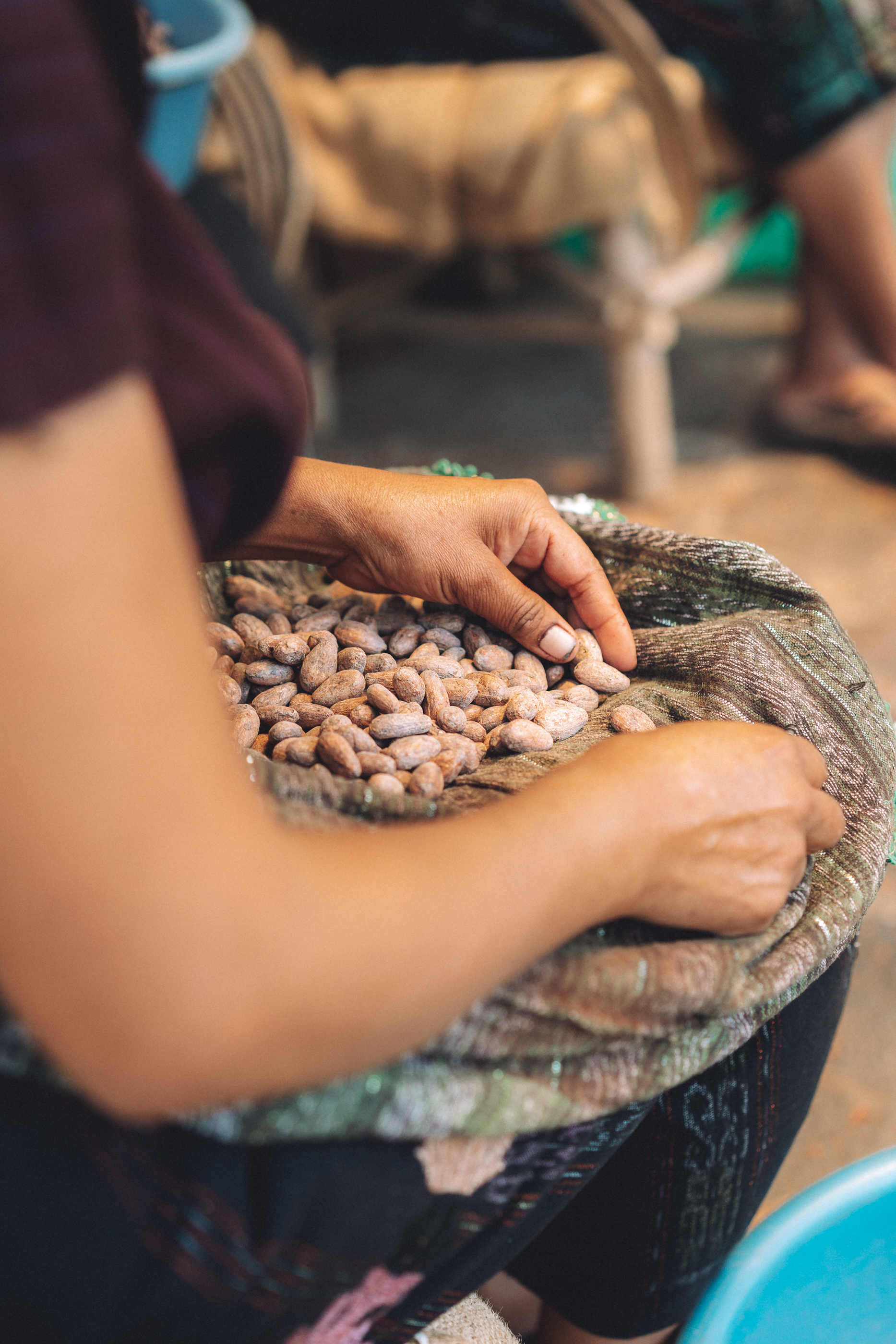 Manos seleccionando cacao