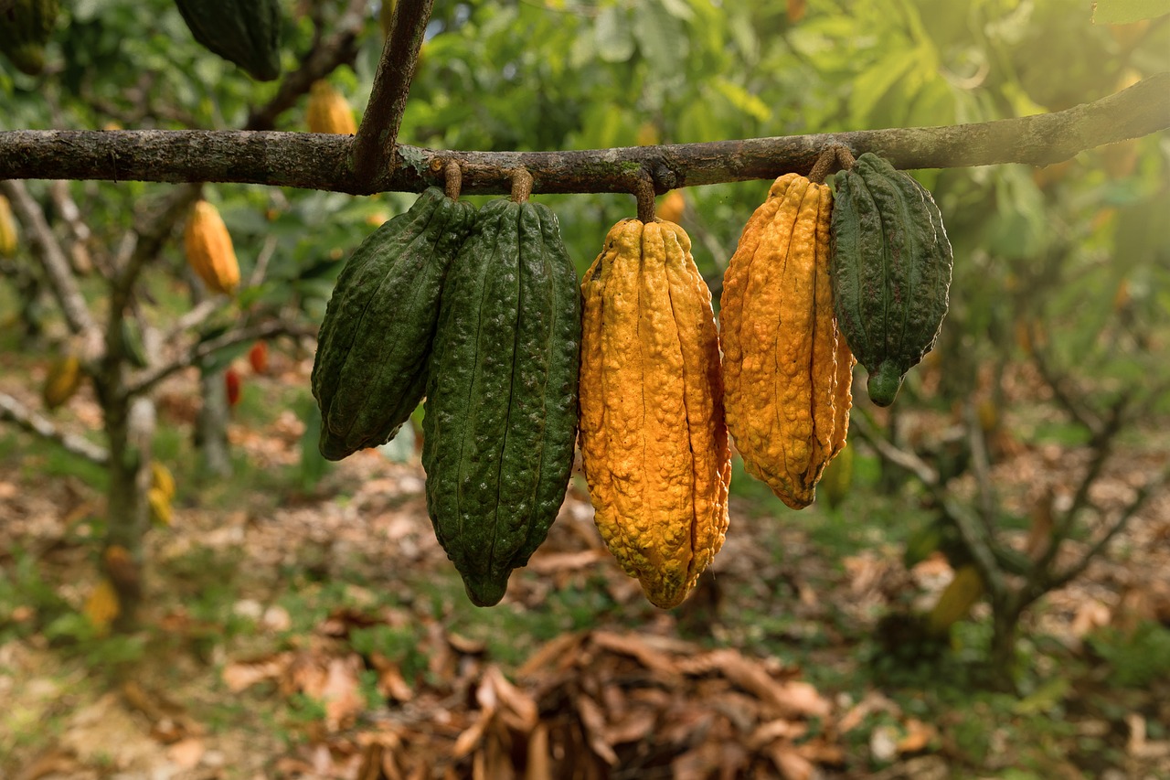Plantación de cacao en Guatemala