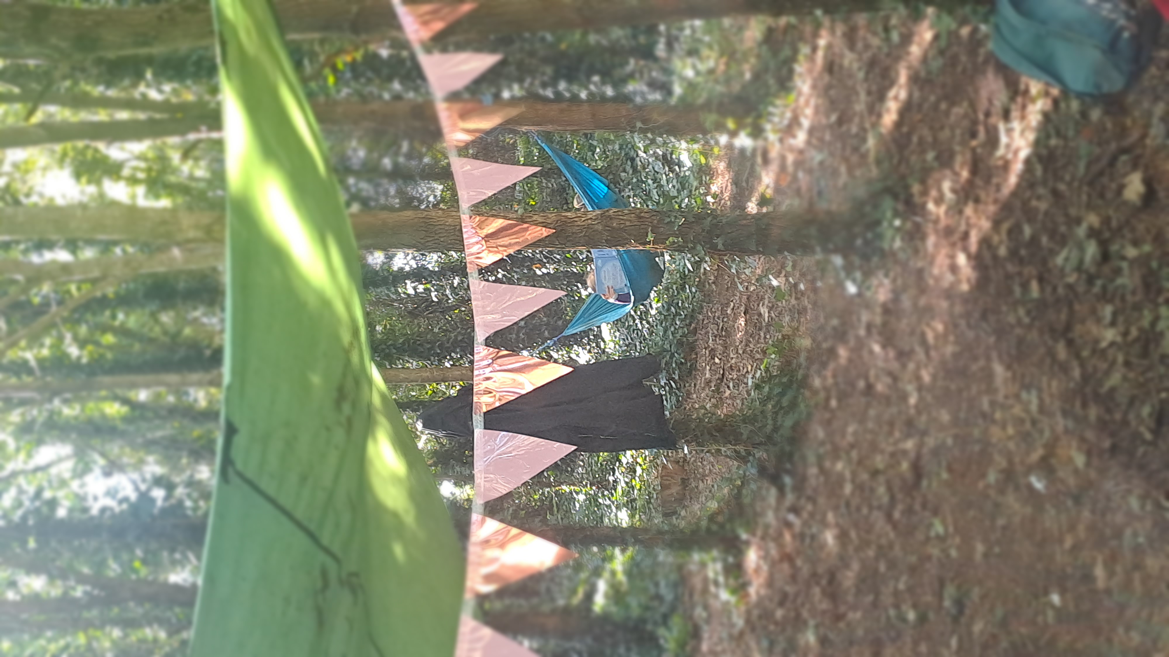 Forest Bathing